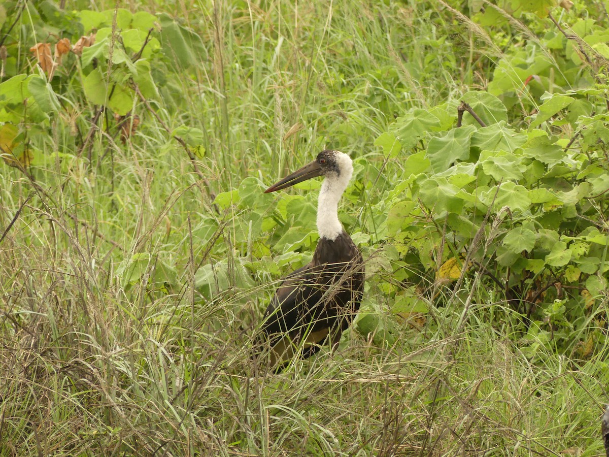 African Woolly-necked Stork - Guy RUFRAY