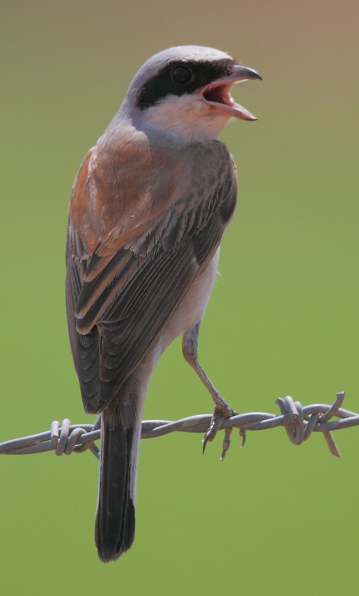 Red-backed Shrike - ML616064109