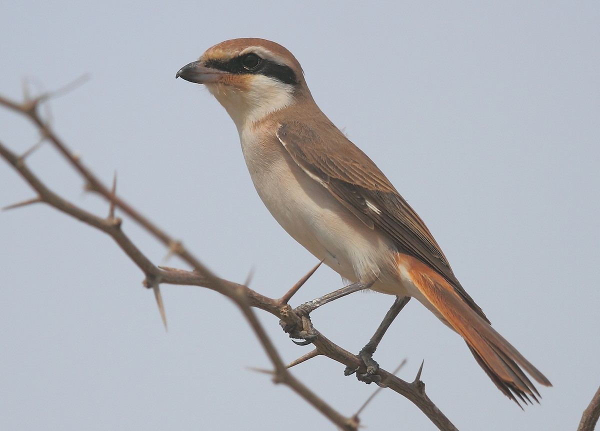 Red-tailed Shrike - ML616064114