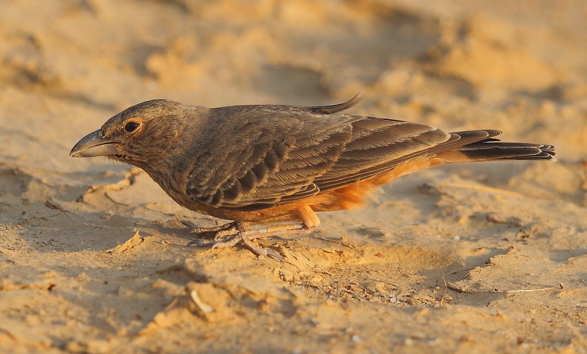 Rufous-tailed Lark - ML616064131