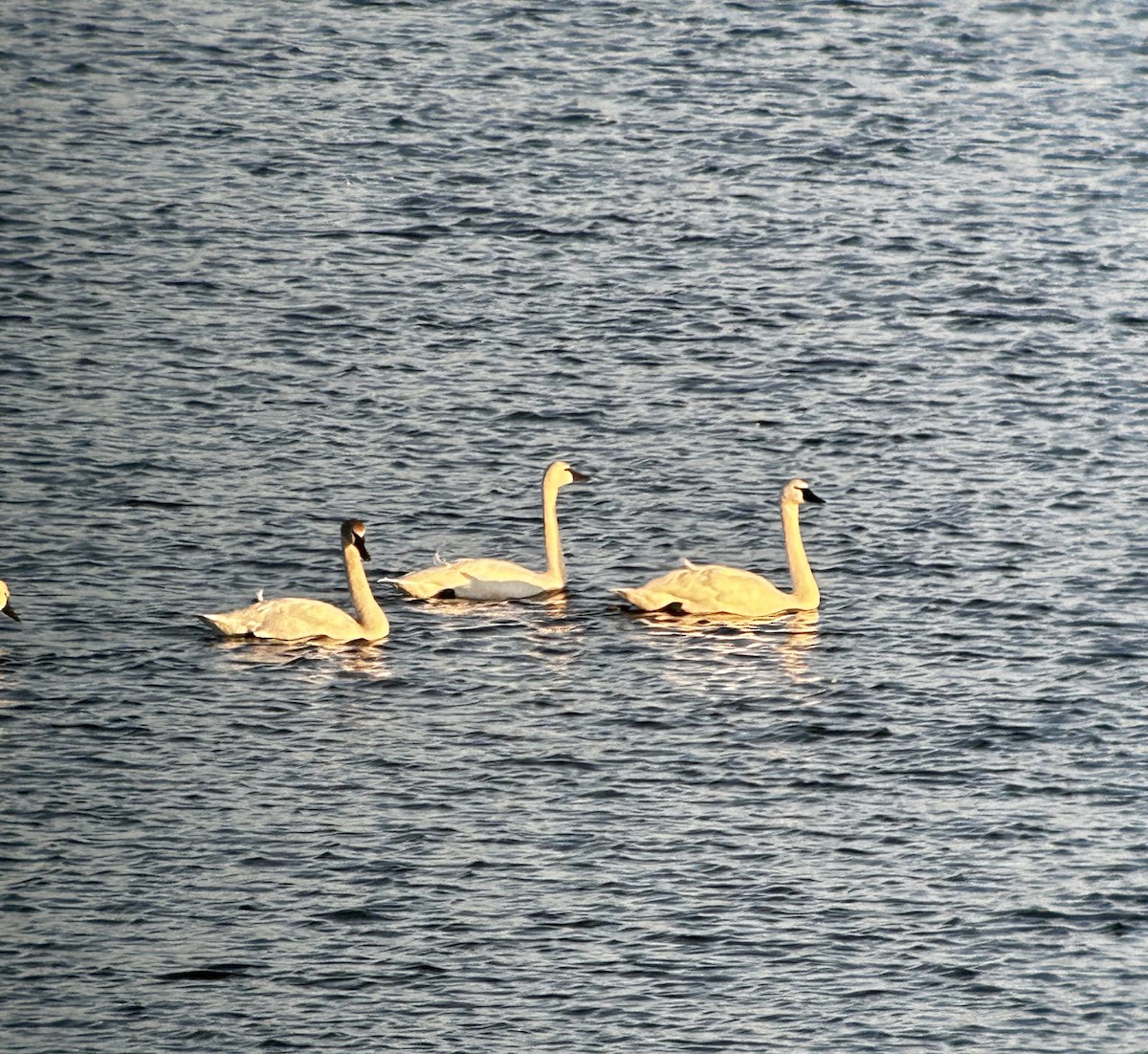 Trumpeter Swan - ML616064162