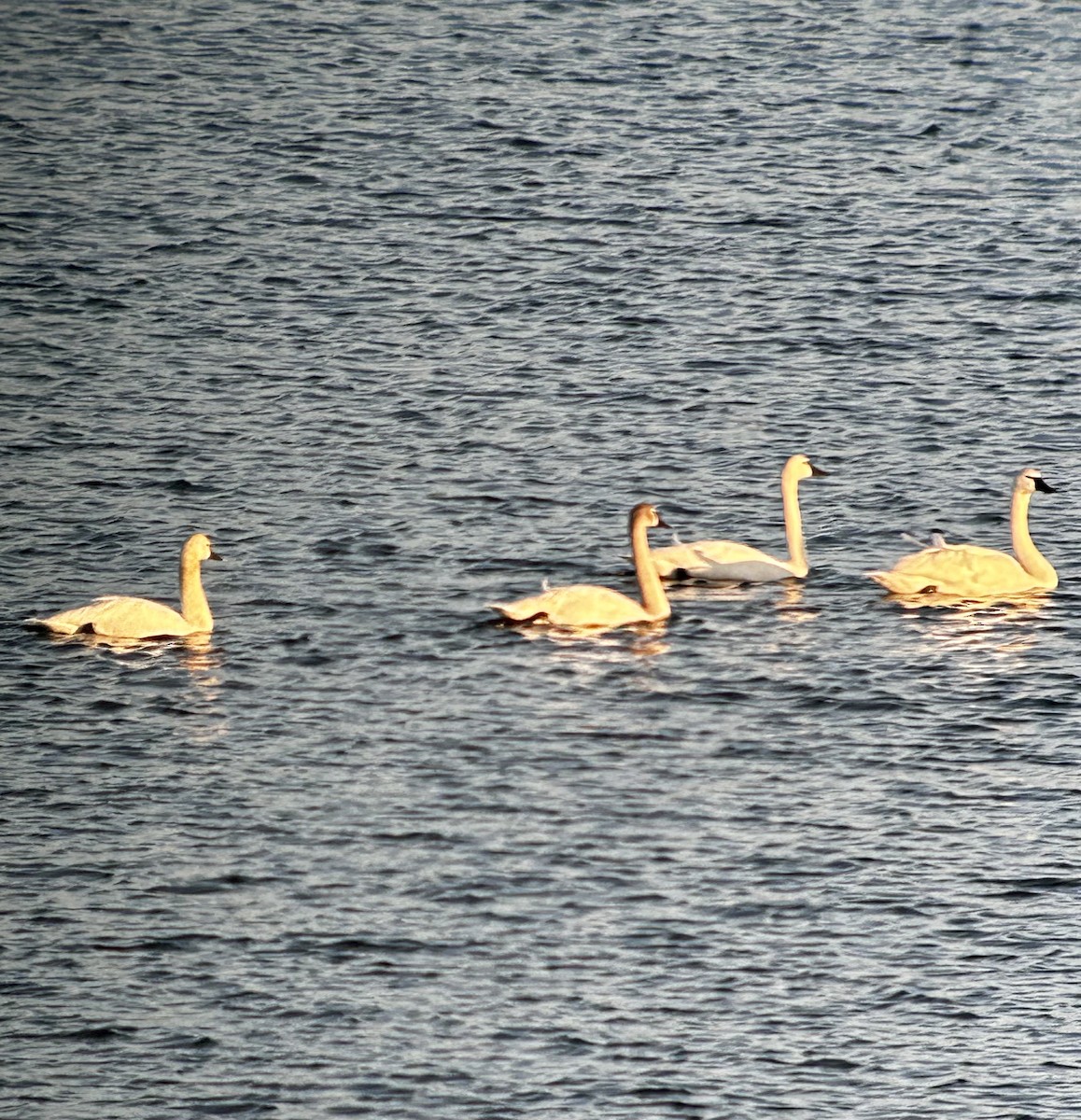 Trumpeter Swan - ML616064163