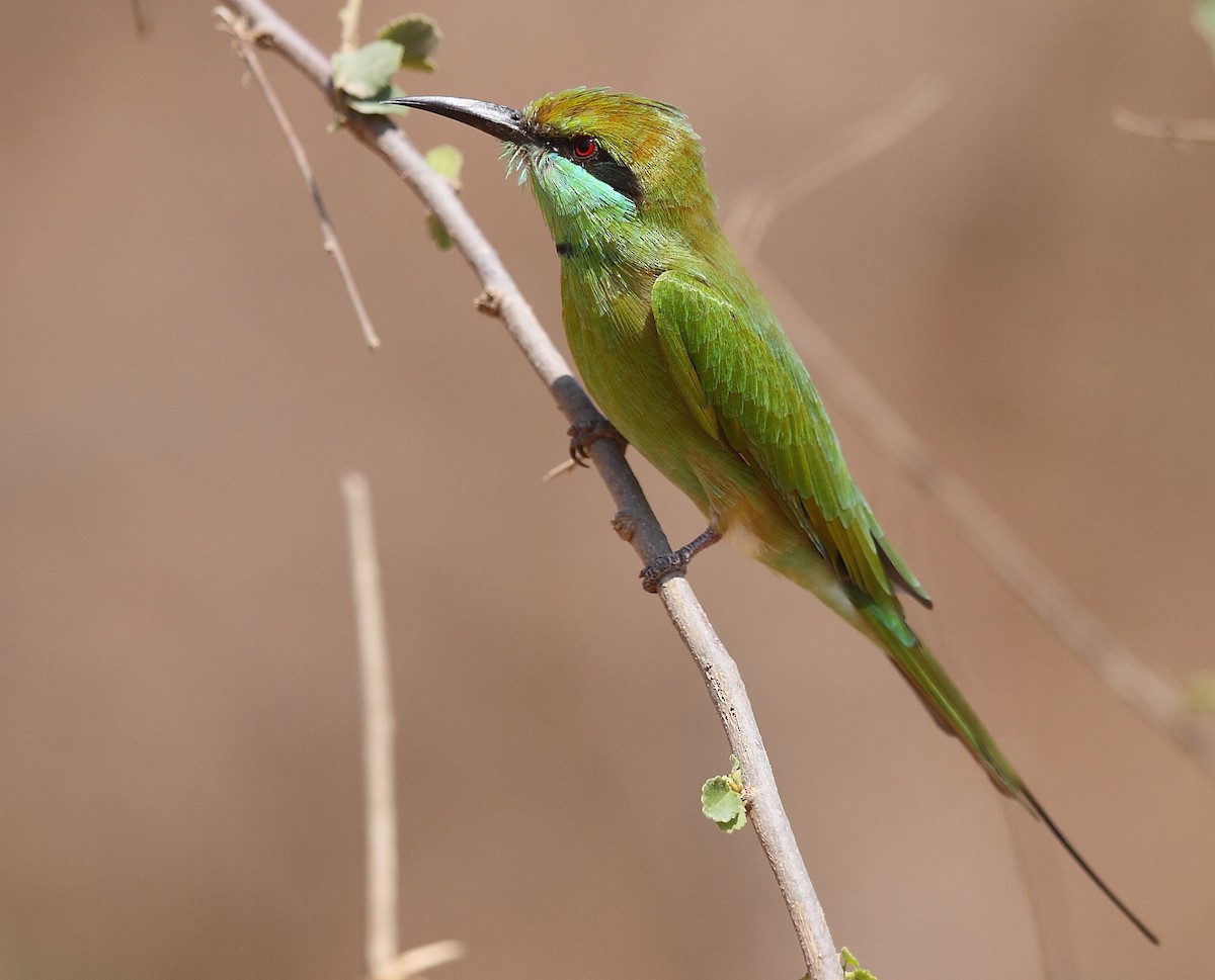 Asian Green Bee-eater - Krishnan Sivasubramanian