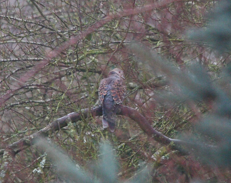 Oriental Turtle-Dove - ML616064208