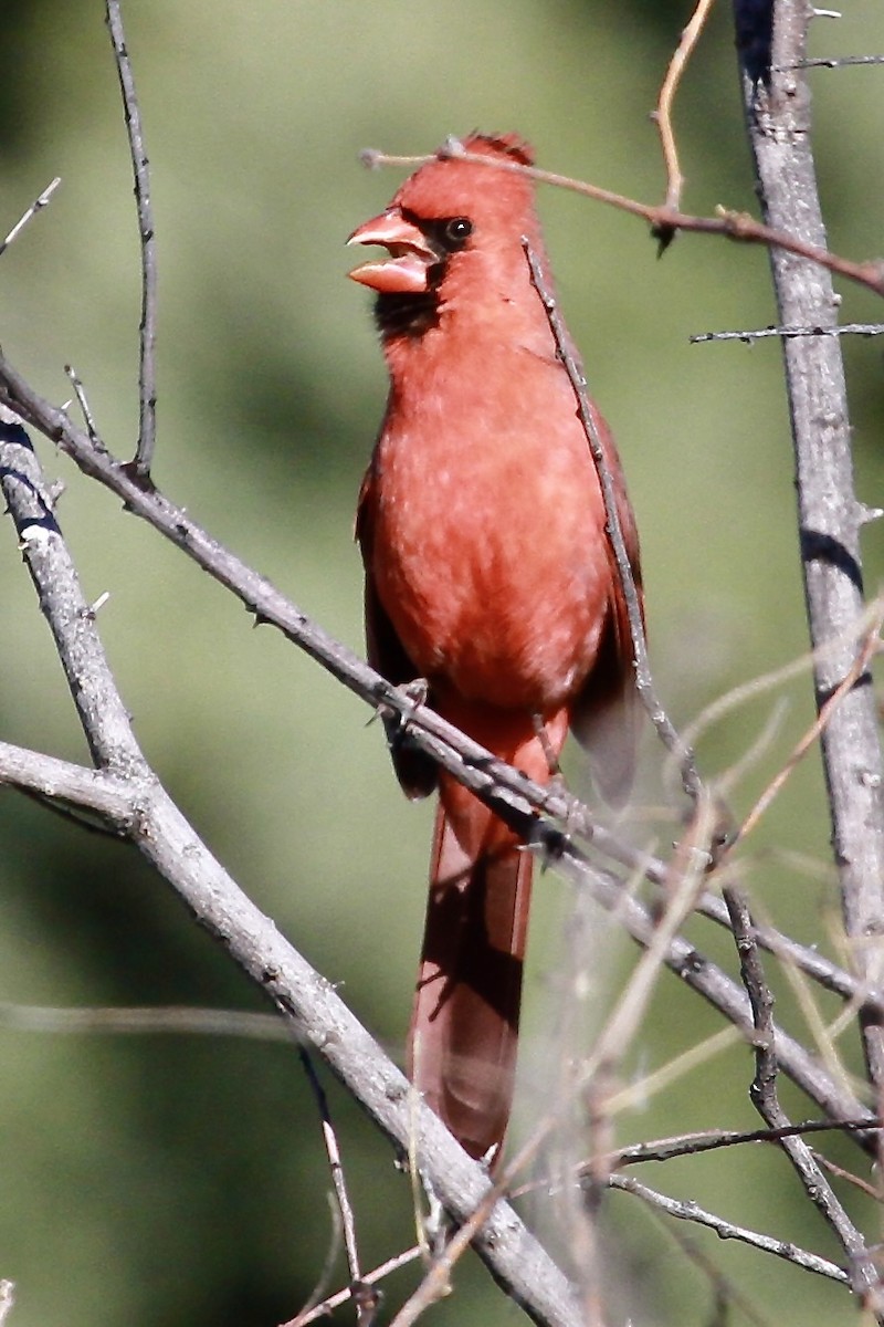 Northern Cardinal - Bonnie Duman