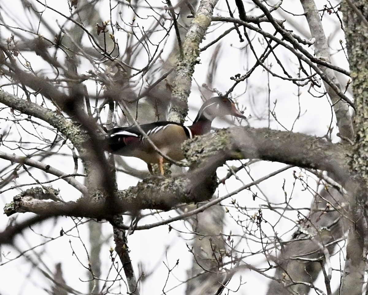 Wood Duck - ML616064291