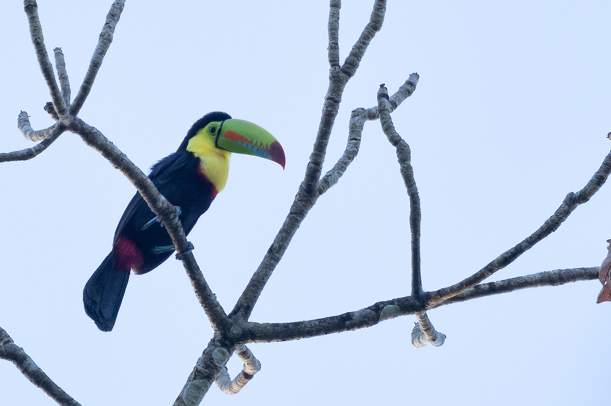 Keel-billed Toucan - ML616064297