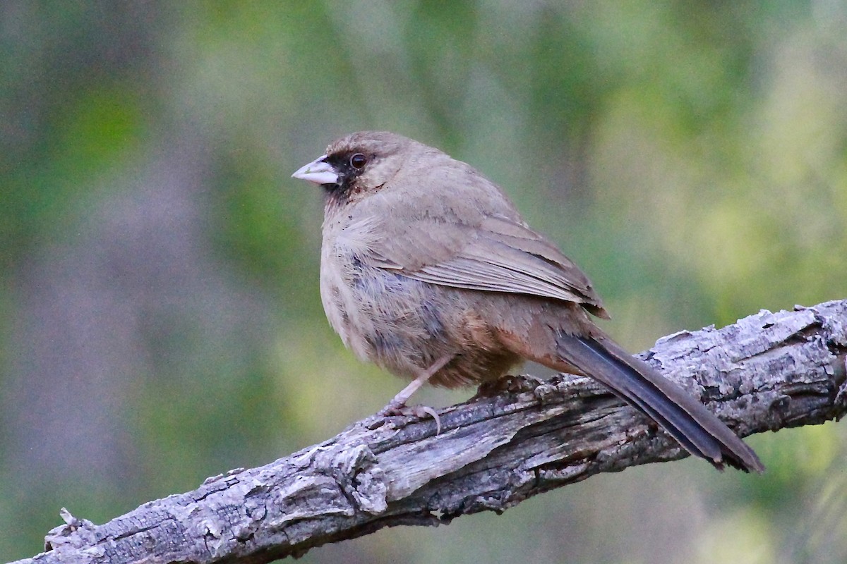 Abert's Towhee - ML616064363