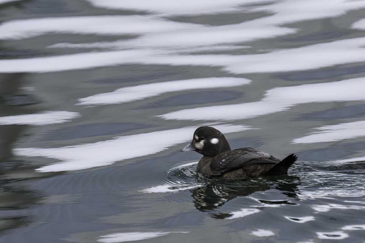 Harlequin Duck - ML616064391