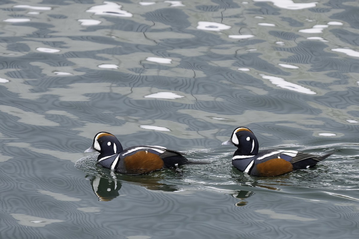 Harlequin Duck - ML616064393