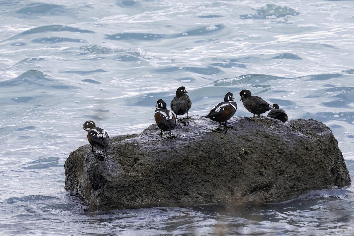 Harlequin Duck - ML616064394