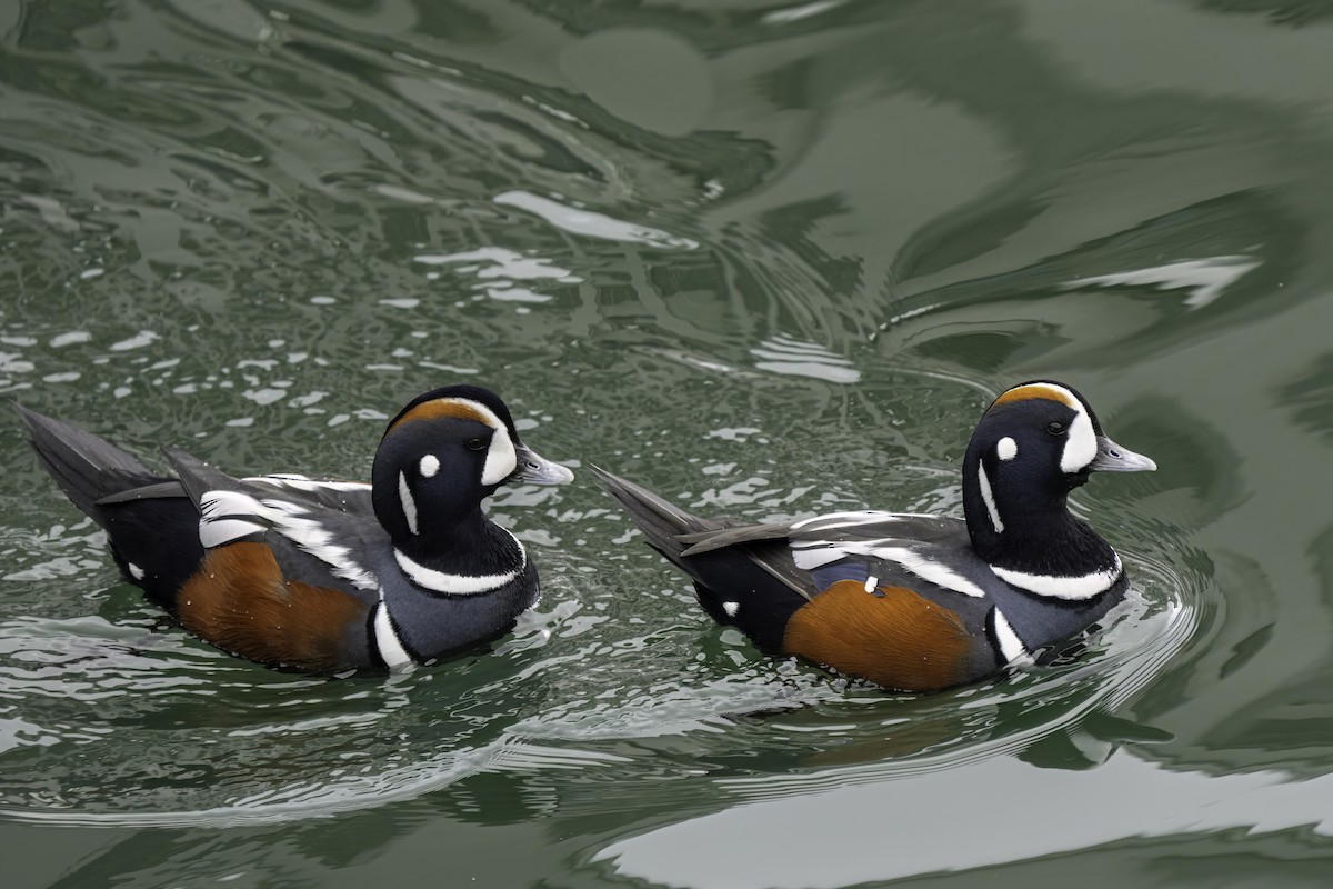 Harlequin Duck - ML616064395