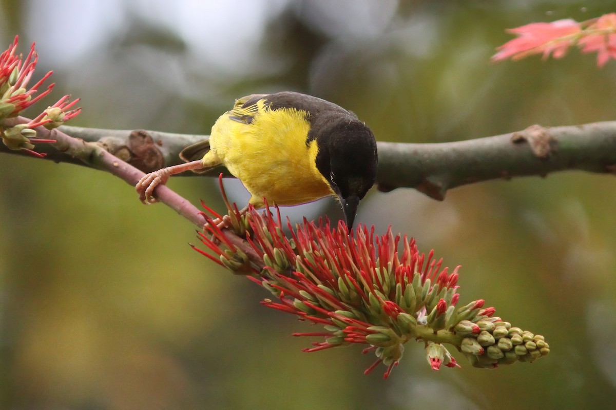 Baglafecht Weaver - ML616064416