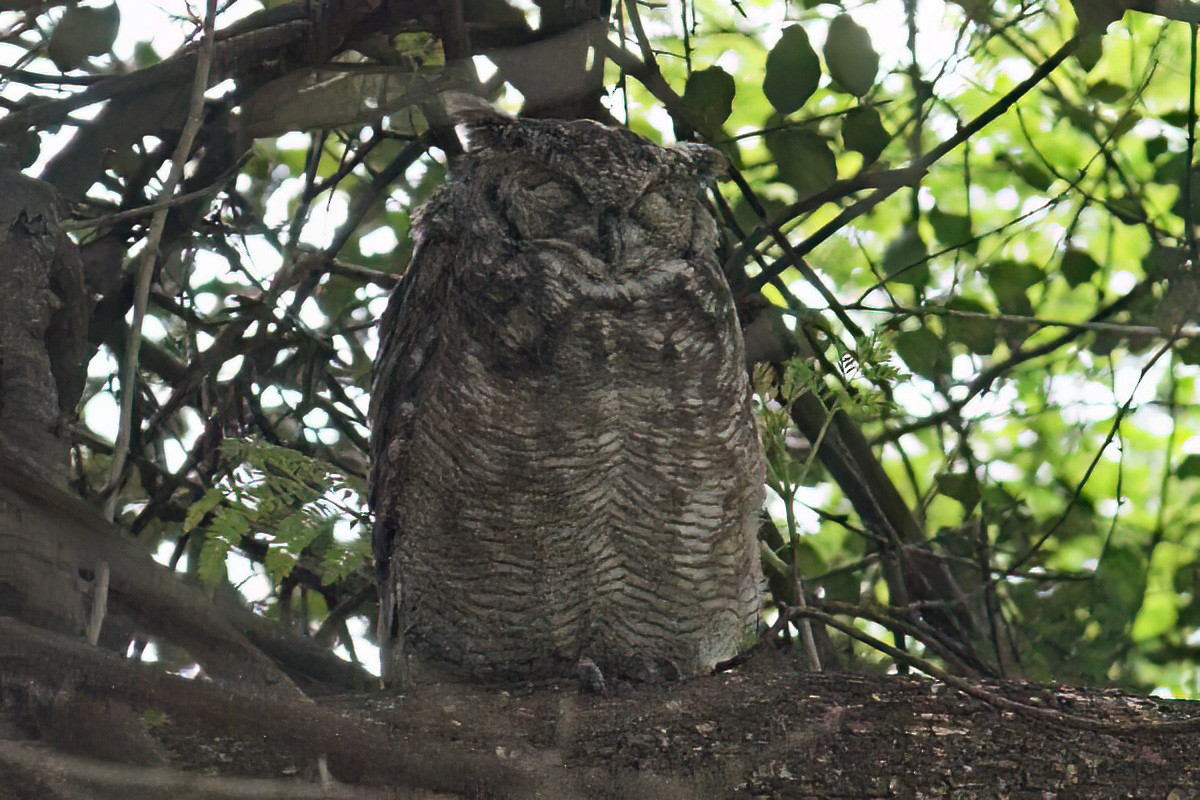 Spotted Eagle-Owl - ML616064432