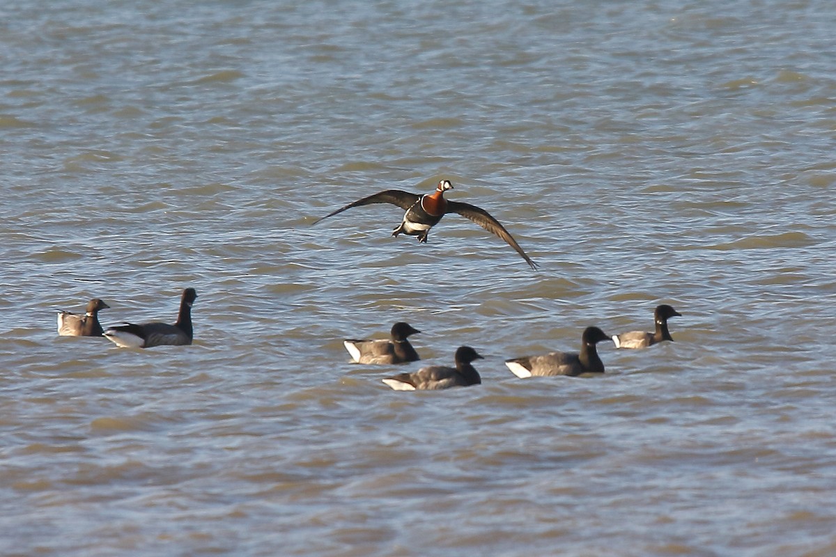 Red-breasted Goose - ML616064445