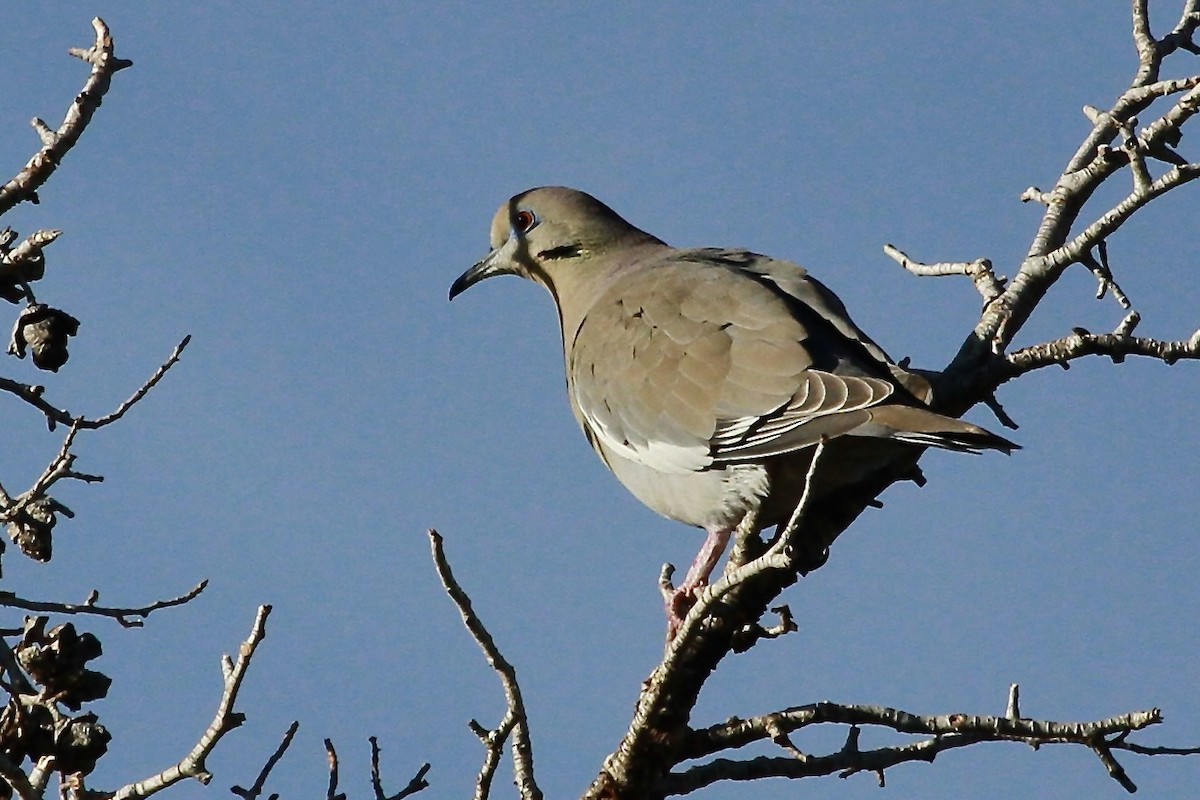 White-winged Dove - Bonnie Duman