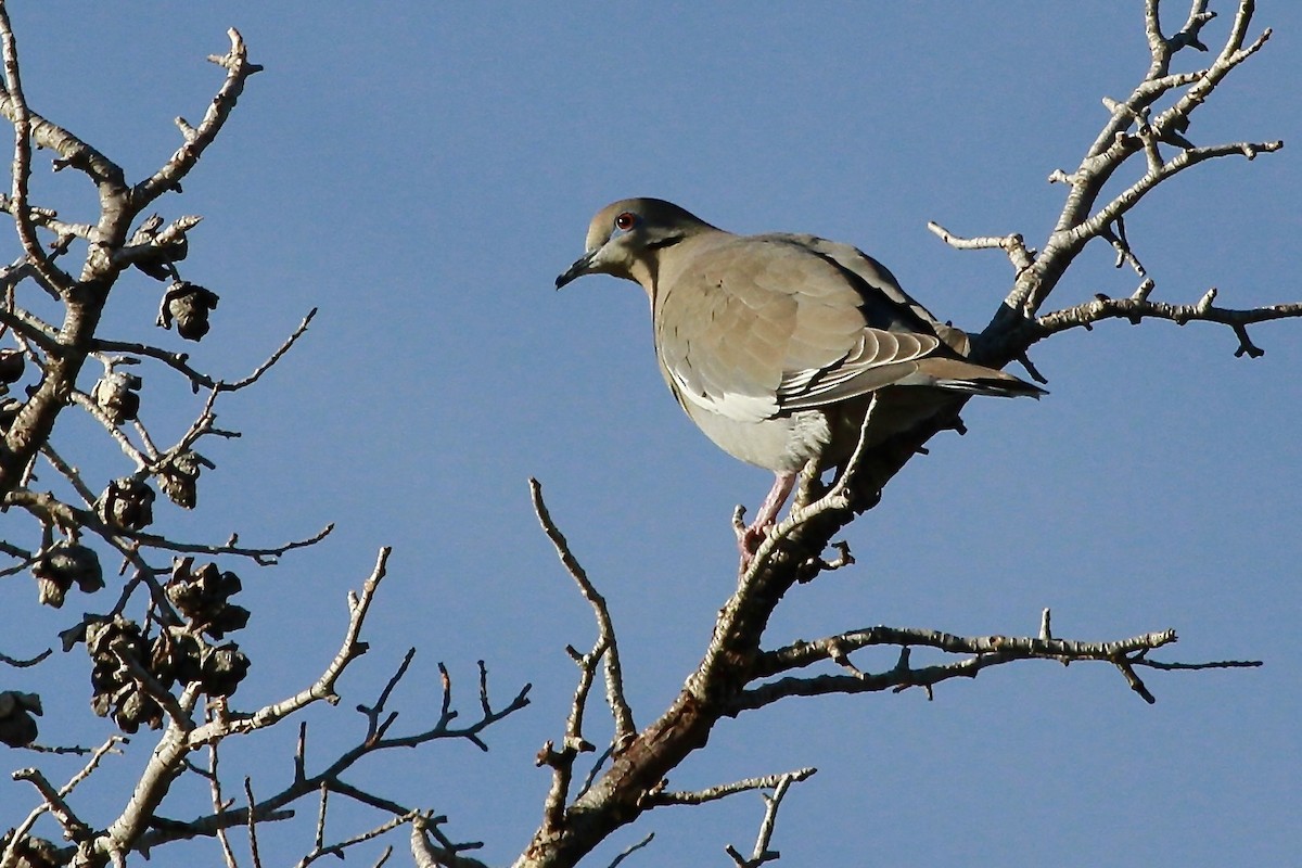 White-winged Dove - Bonnie Duman