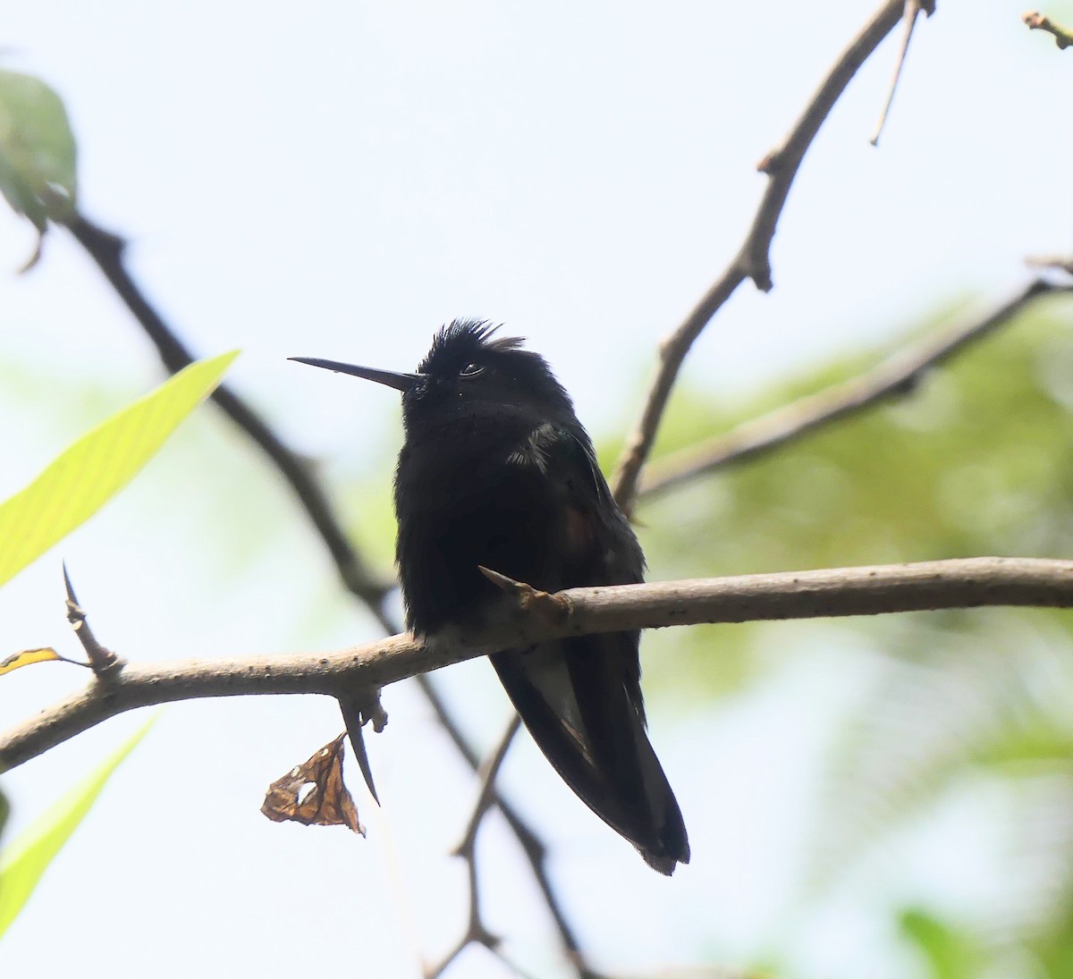 Black-bellied Hummingbird - ML616064457