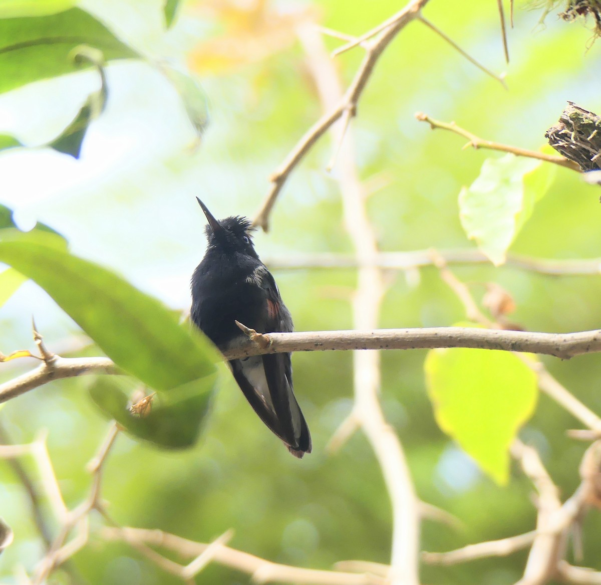 Black-bellied Hummingbird - ML616064458