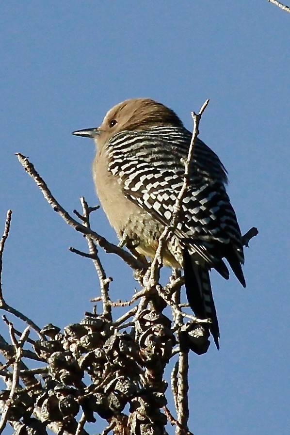 Gila Woodpecker - Bonnie Duman