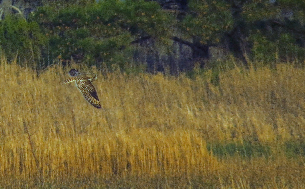 Short-eared Owl - ML616064493