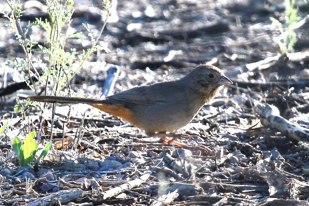 Canyon Towhee - Bonnie Duman