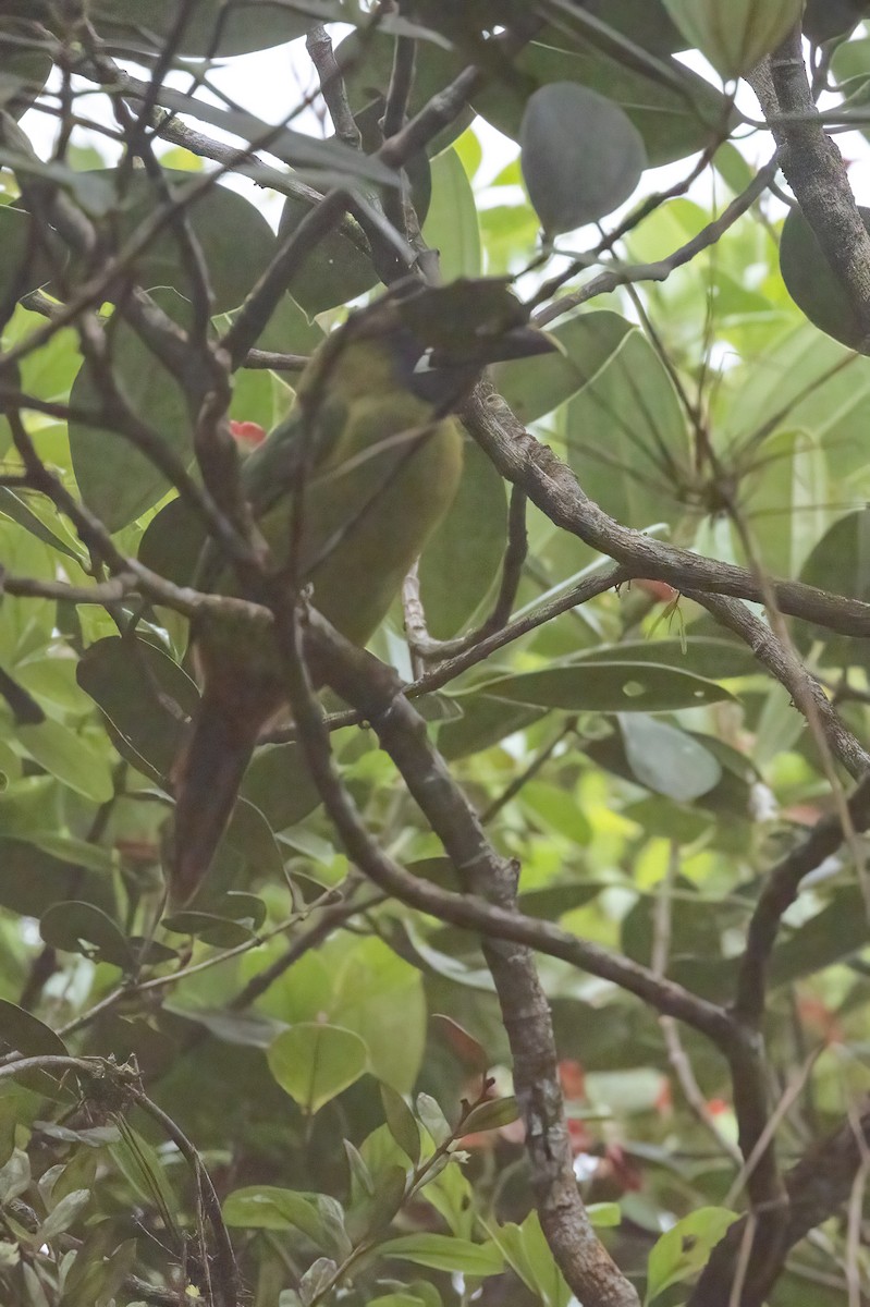 Northern Emerald-Toucanet - ML616064507