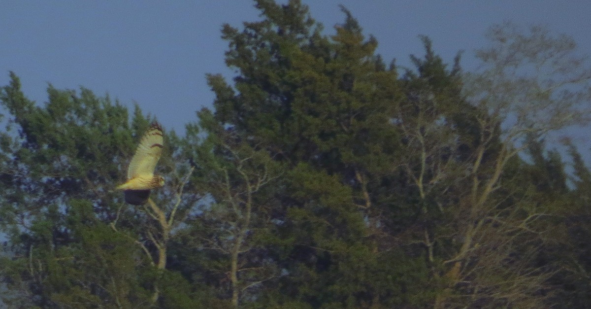 Short-eared Owl - ML616064516