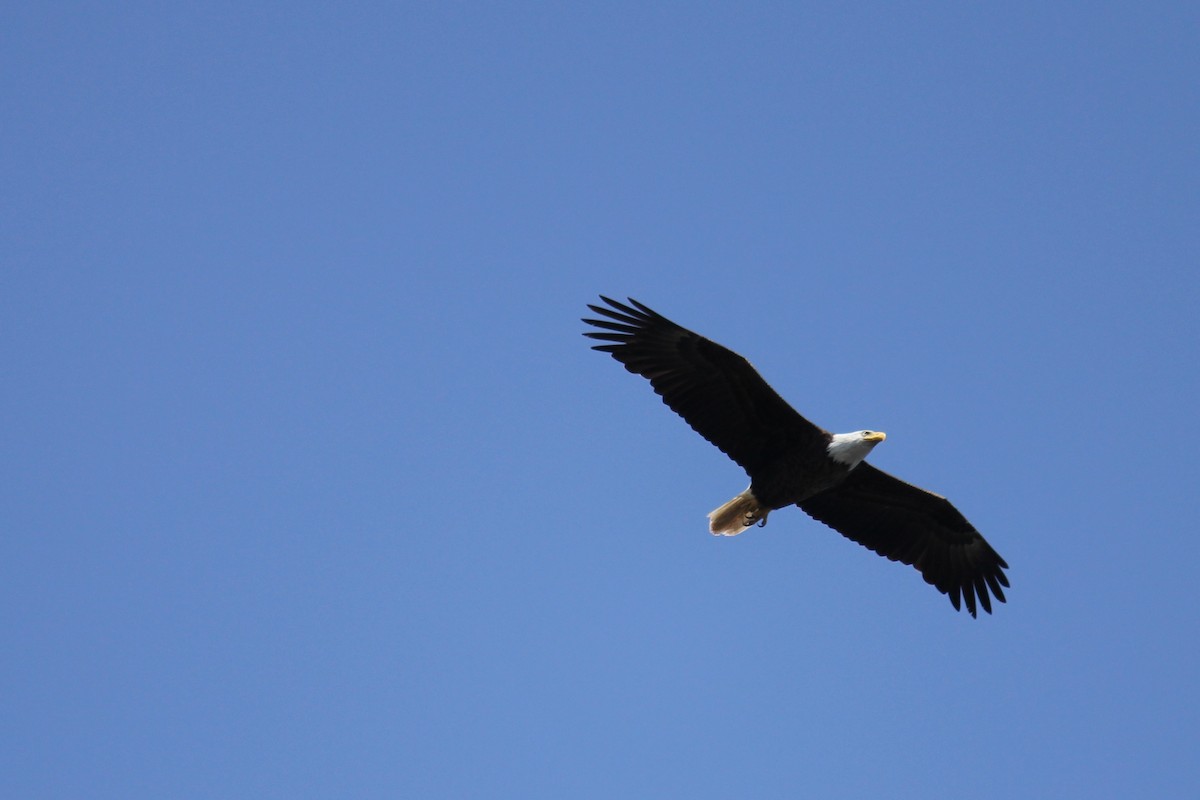 Bald Eagle - ML616064538