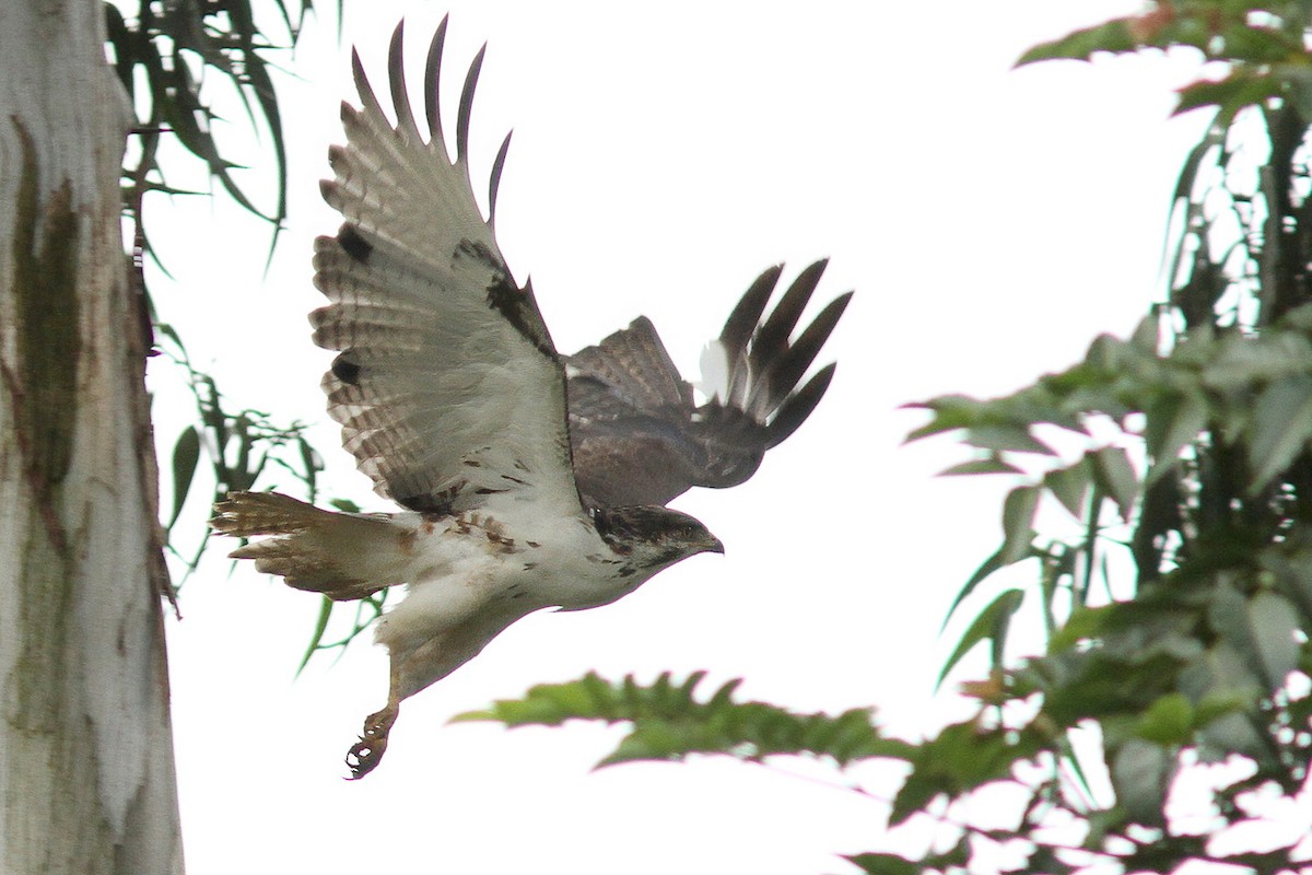 Augur Buzzard (Augur) - Dave Curtis