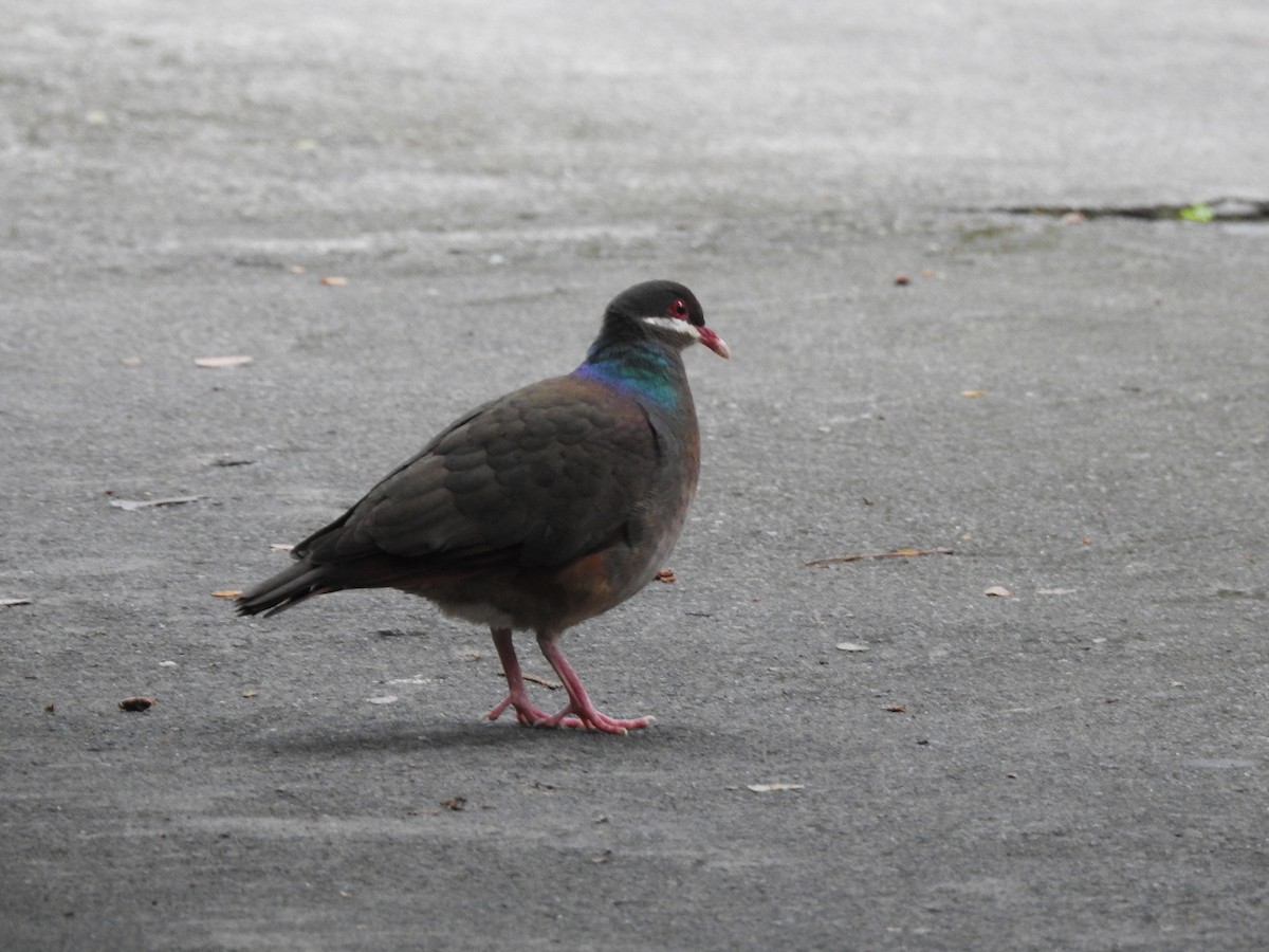 Bridled Quail-Dove - ML616064557