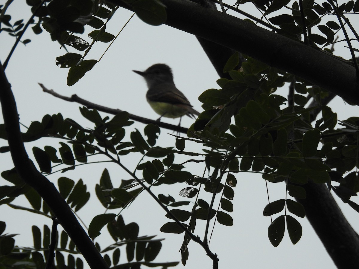 Lesser Antillean Flycatcher - ML616064568