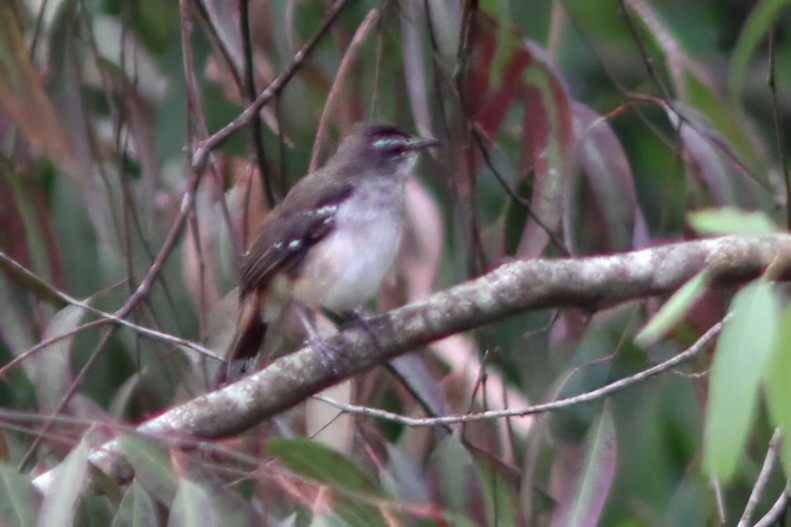 Brown-backed Scrub-Robin - Dave Curtis