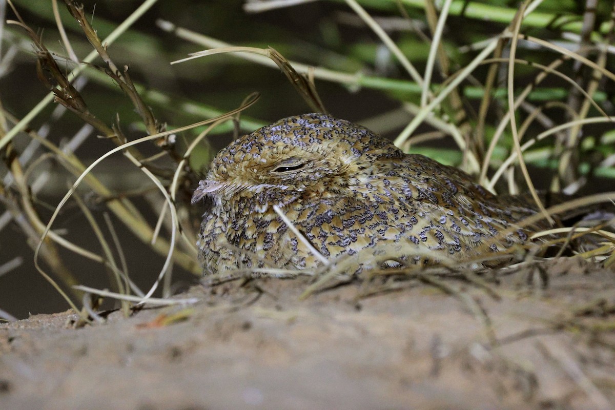 Golden Nightjar - ML616064667