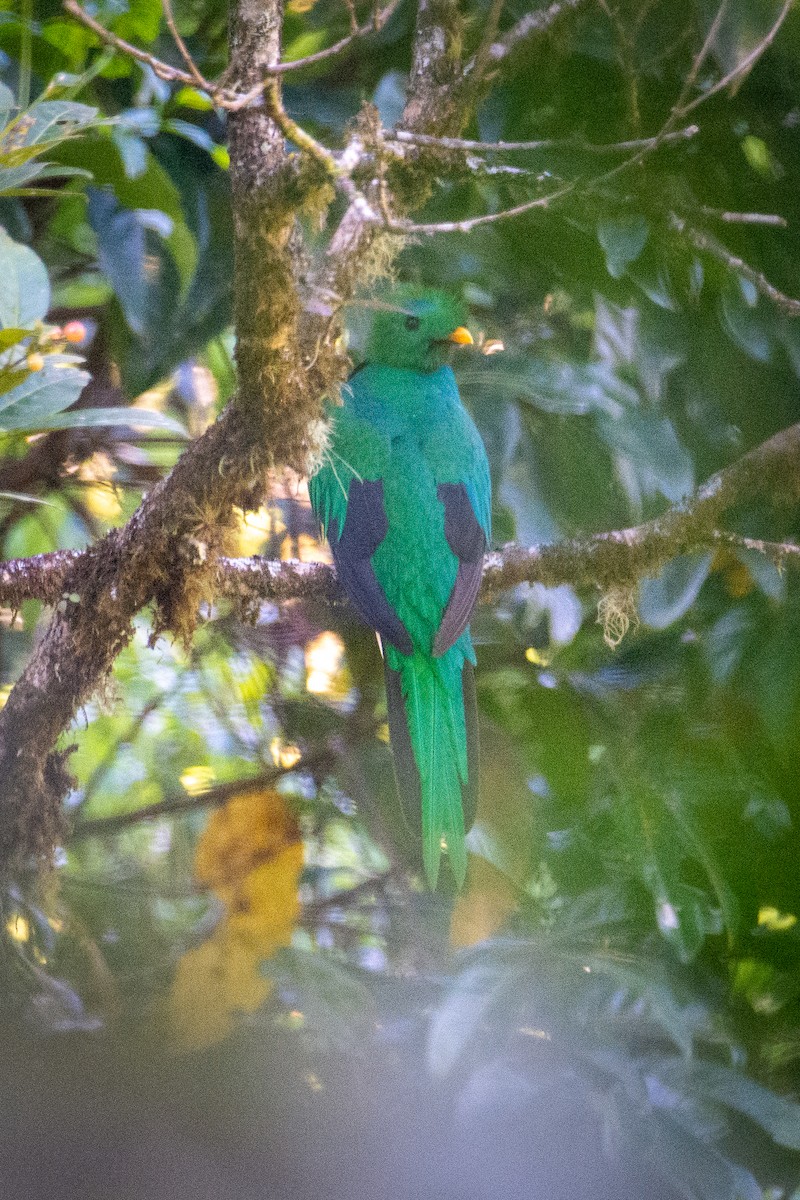 Quetzal Guatemalteco - ML616064745