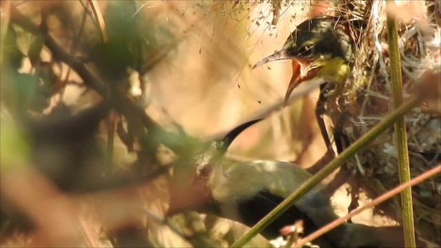 צופית סגולה - ML616064771