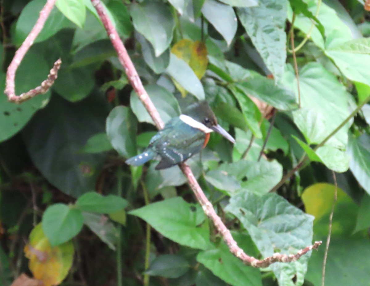 Green Kingfisher - Michael Bowen