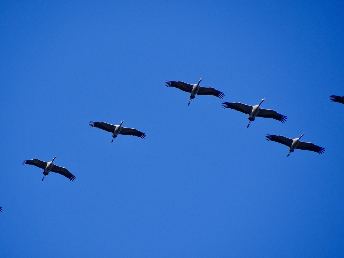 Common Crane - ML616064870