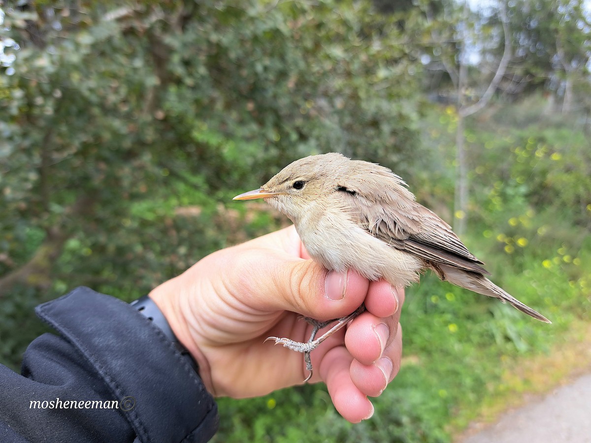 Eastern Olivaceous Warbler - ML616064977