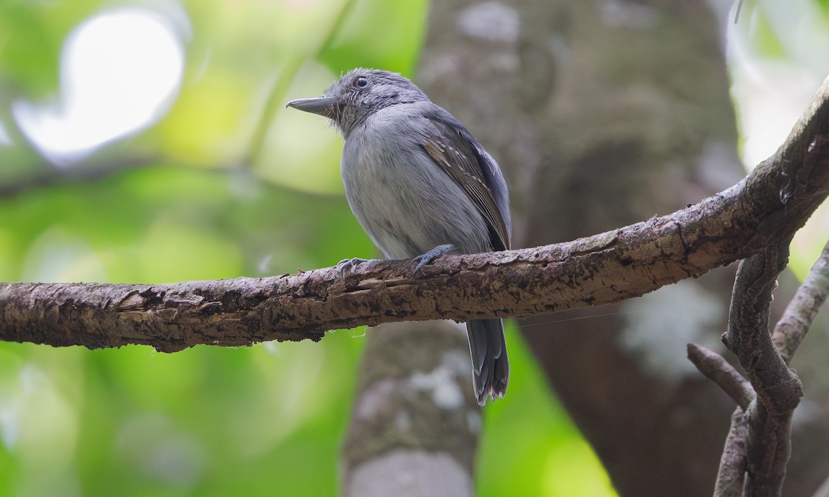 Mouse-colored Antshrike - Steve Kelling