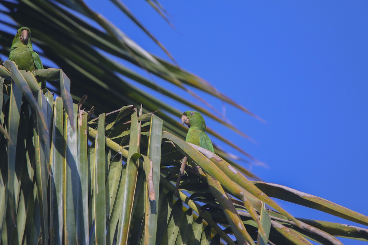 Pacific Parakeet - Nathan Alblas