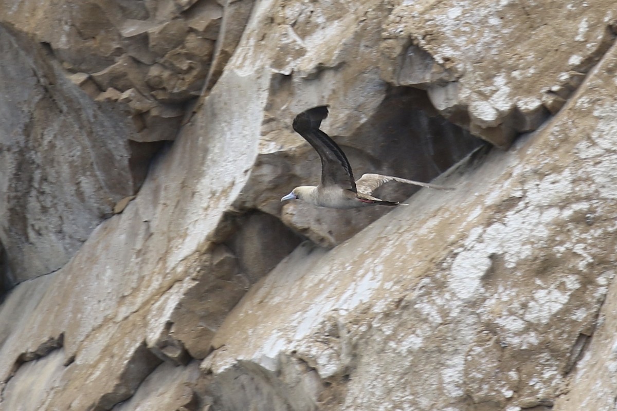 Red-footed Booby - ML616065255