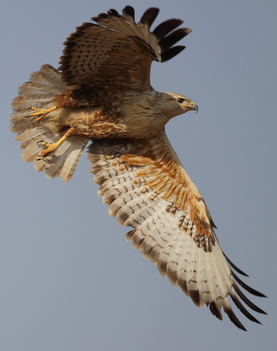 Long-legged Buzzard - Krishnan Sivasubramanian