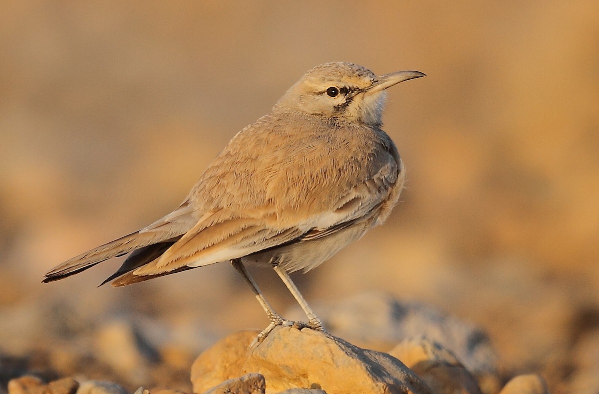 Greater Hoopoe-Lark - ML616065341