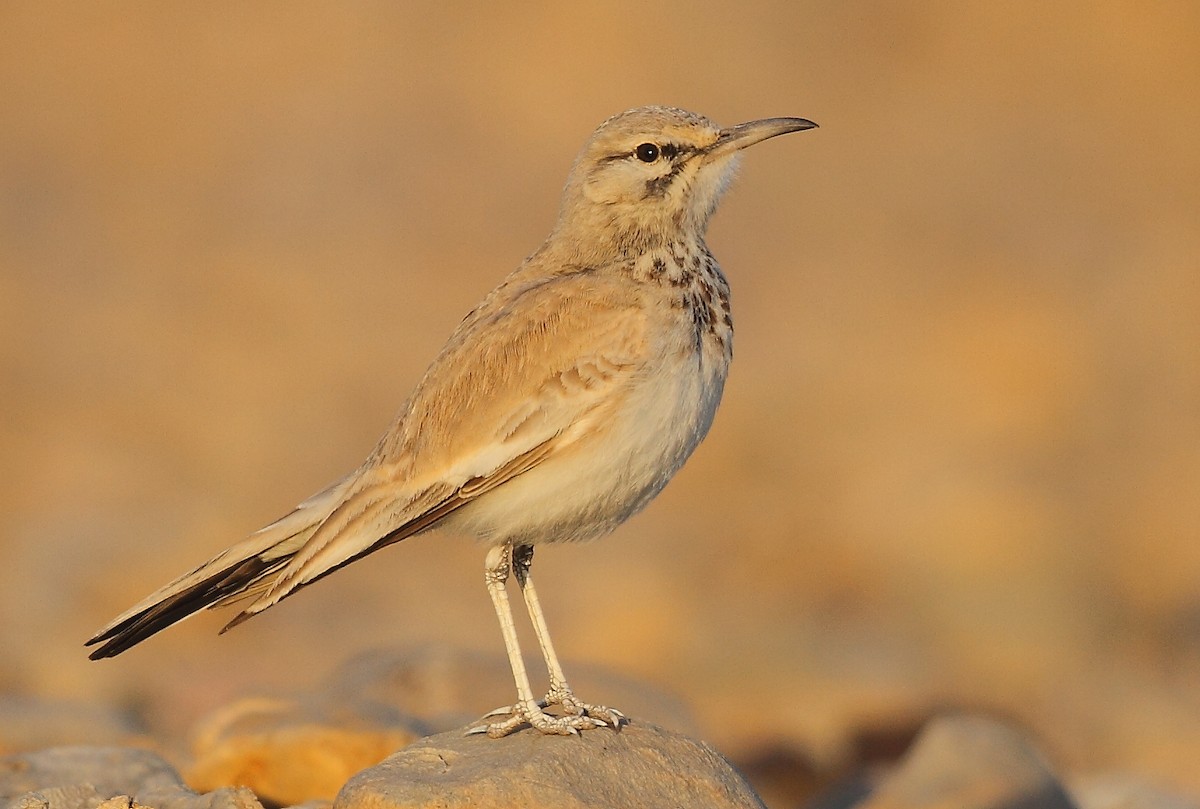 Greater Hoopoe-Lark - Krishnan Sivasubramanian