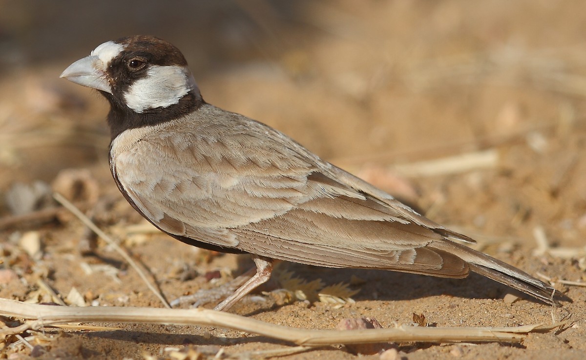 Black-crowned Sparrow-Lark - ML616065401