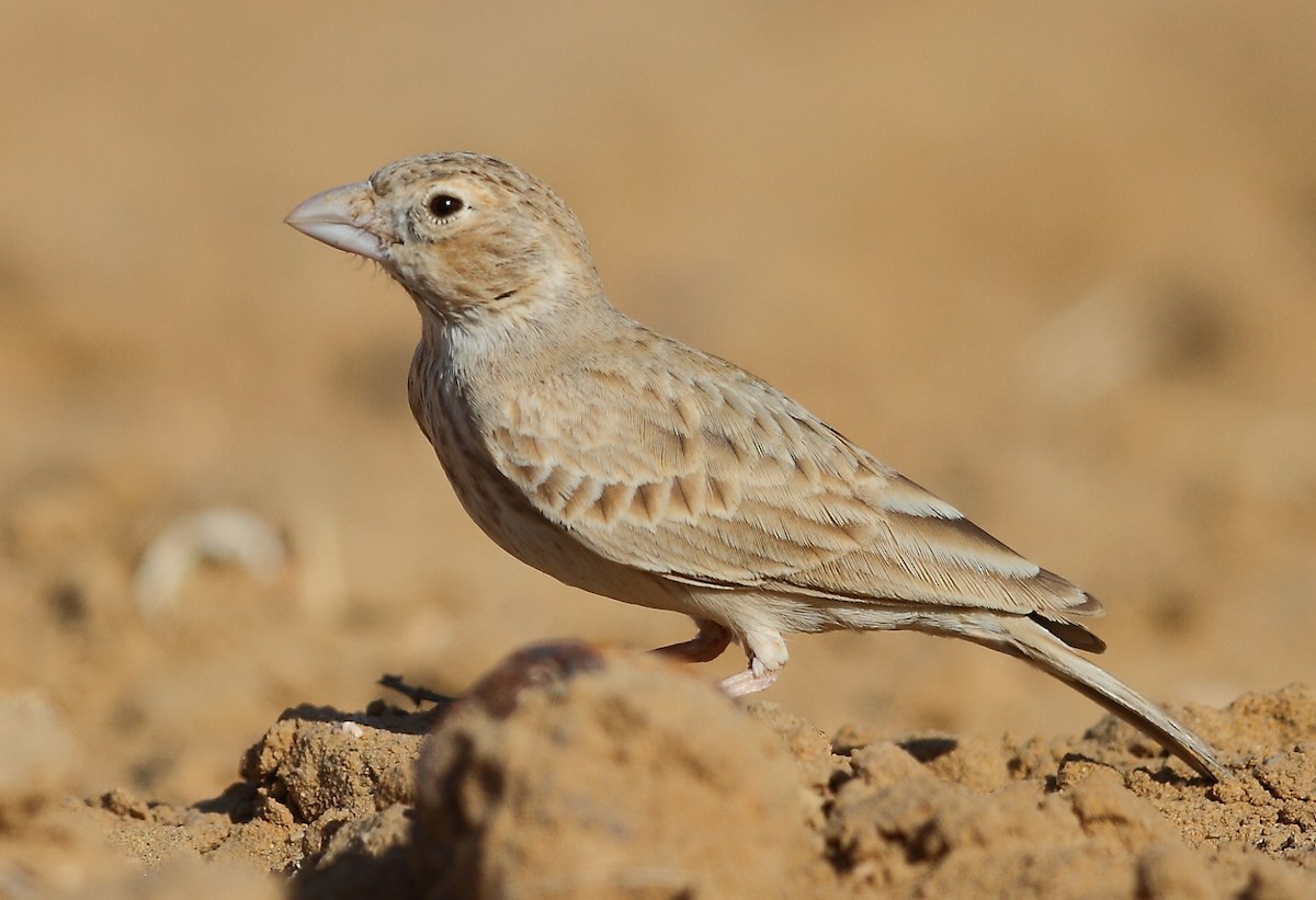Black-crowned Sparrow-Lark - ML616065402