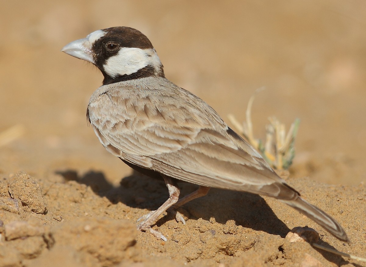 Black-crowned Sparrow-Lark - ML616065403
