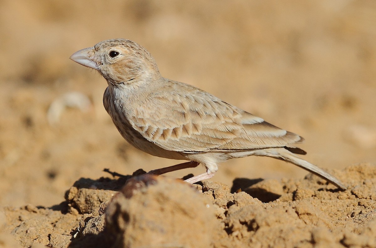 Black-crowned Sparrow-Lark - ML616065405