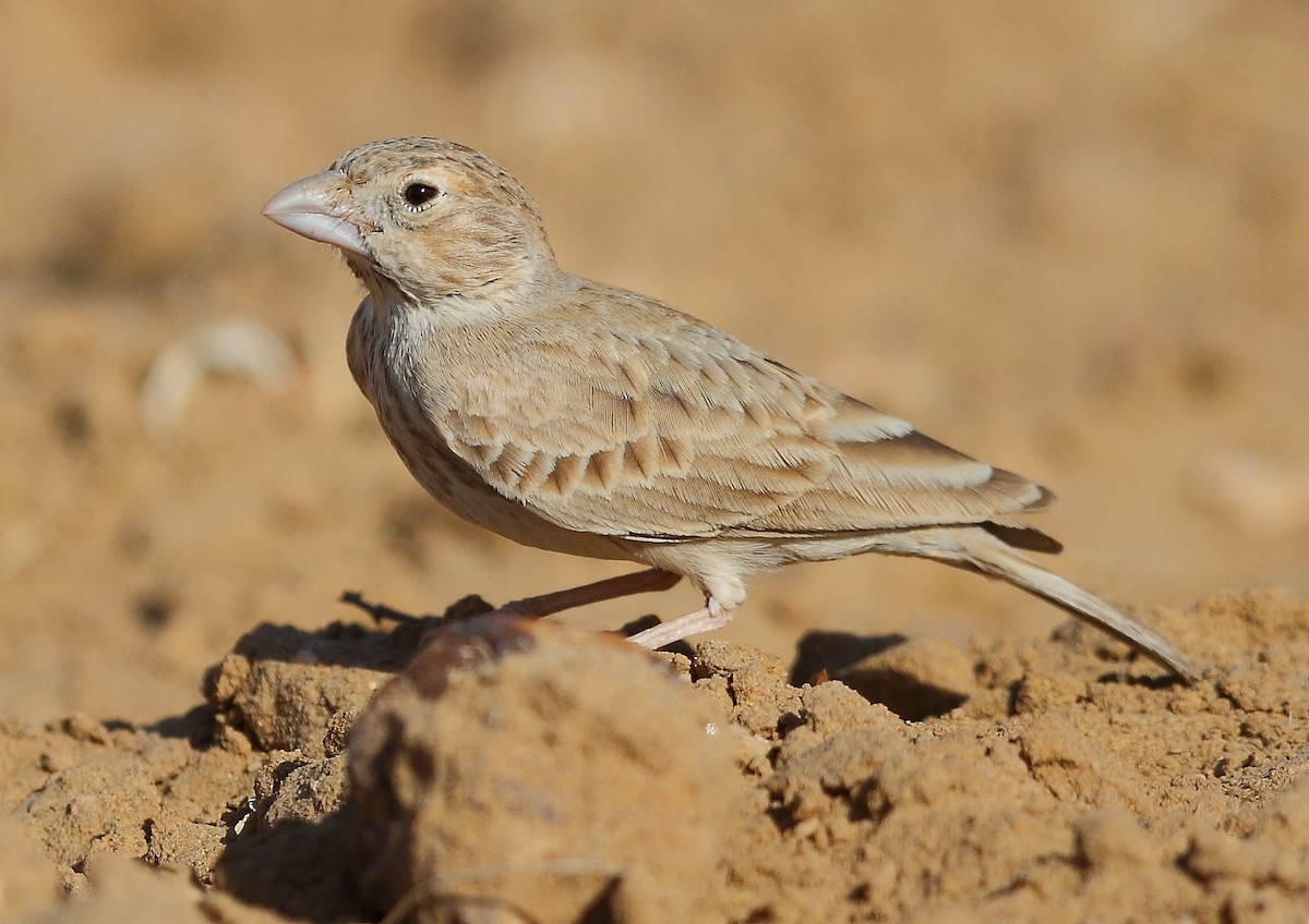 Black-crowned Sparrow-Lark - ML616065406